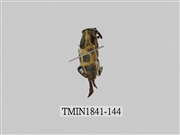 藏品(菲律賓產昆蟲)的圖片